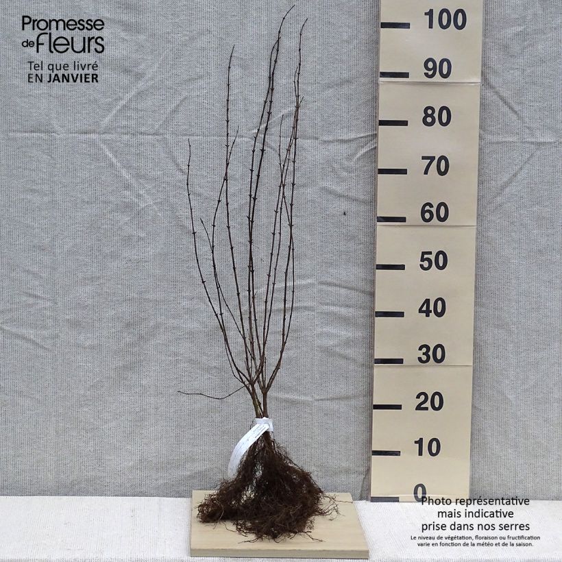 Lonicera xylosteum Bare root sample as delivered in winter