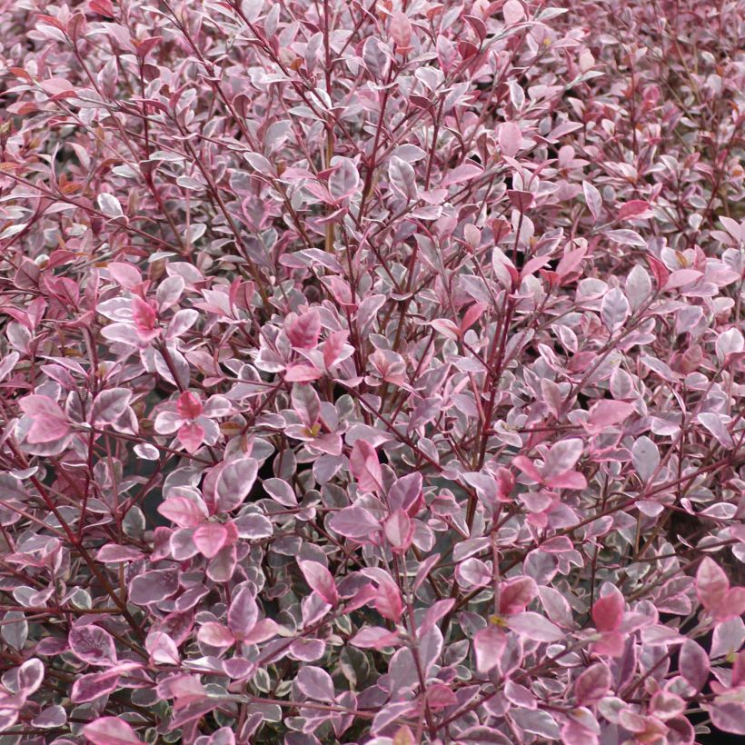 Lophomyrtus ralphii Magic dragon (Foliage)