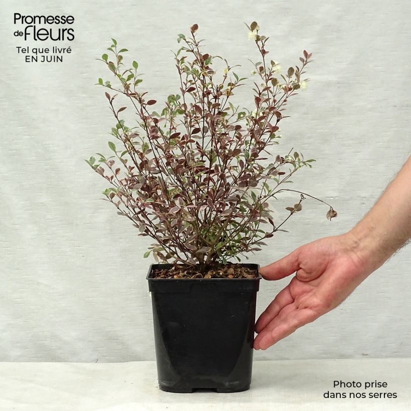 Lophomyrtus ralphii Magic dragon 2L/3L pot sample as delivered in summer