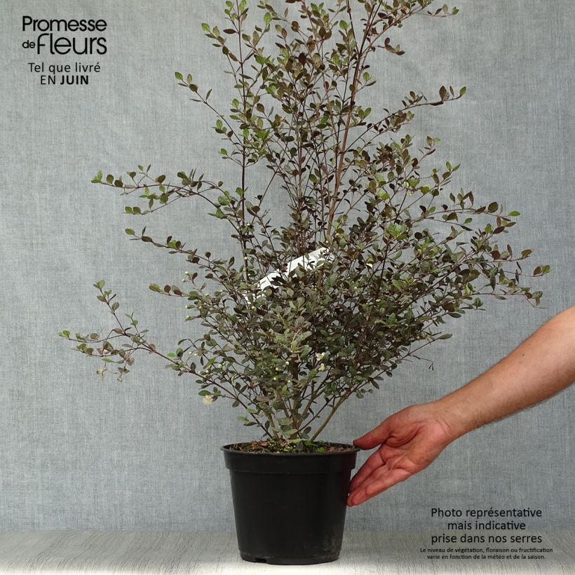 Lophomyrtus ralphii Red dragon 4L/5L pot sample as delivered in summer