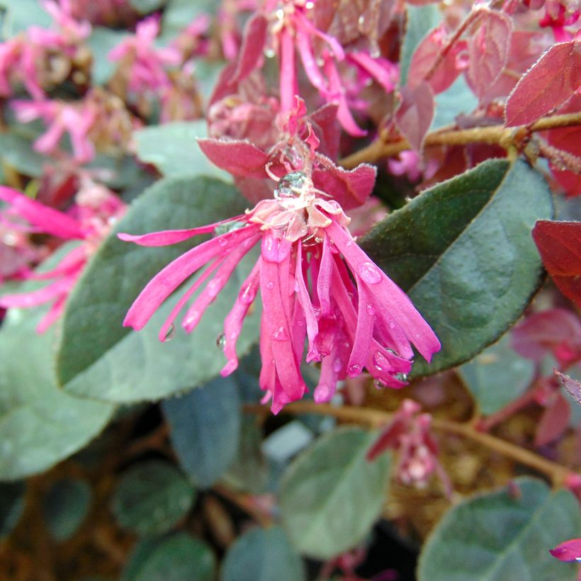 Loropetalum chinense var. rubrum Fire Dance - Chinese Witch Hazel (Flowering)