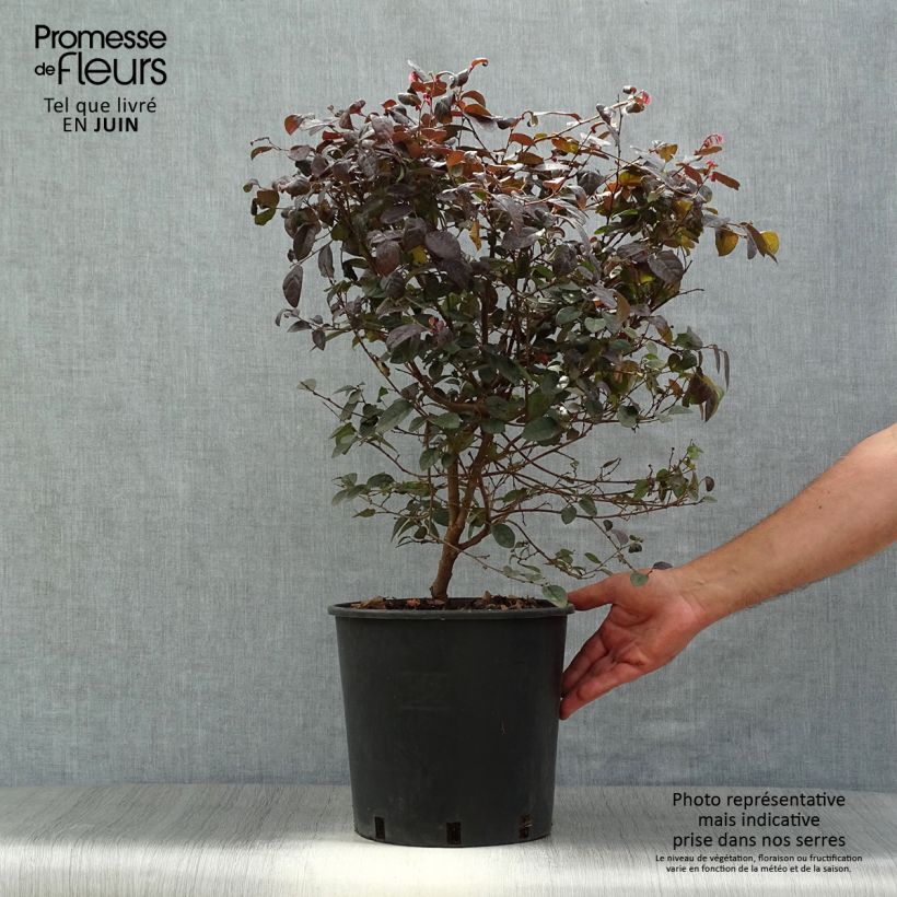 Loropetalum chinense var. rubrum Fire Dance - Chinese Witch Hazel 7.5L/10L pot sample as delivered in summer