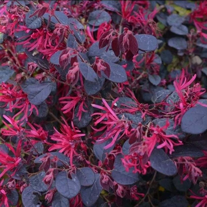 Loropetalum chinense Black Pearl - Chinese Witch Hazel (Flowering)