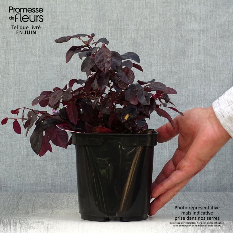 Loropetalum chinense Black Pearl - Chinese Witch Hazel 1.5L/2L pot sample as delivered in summer
