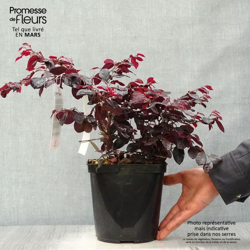 Loropetalum chinense Black Pearl - Chinese Witch Hazel sample as delivered in spring