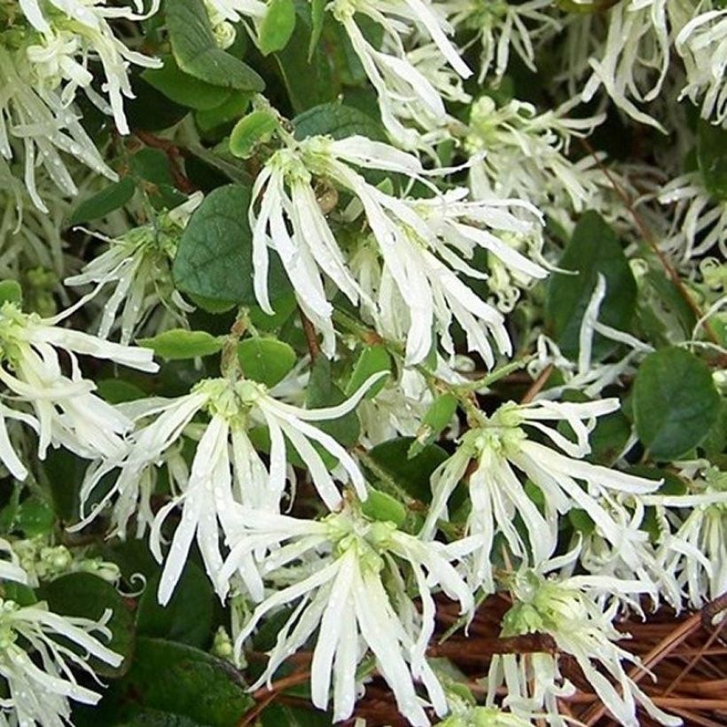 Loropetalum chinense Carolina Moonlight (Flowering)