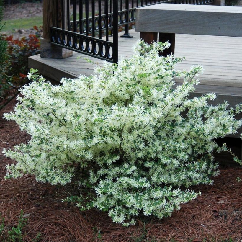 Loropetalum chinense Carolina Moonlight (Plant habit)