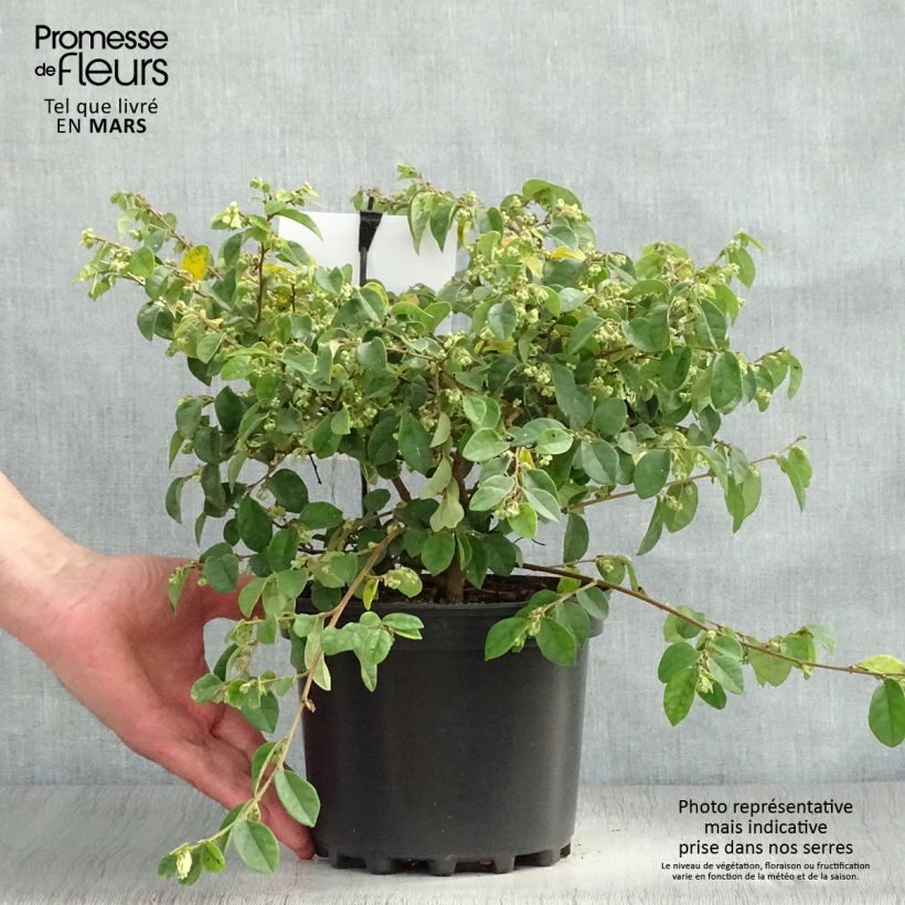Loropetalum chinense Carolina Moonlight 2L/3L pot sample as delivered in spring