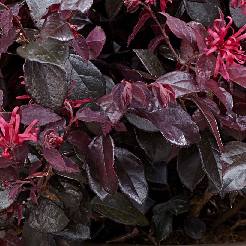 Loropetalum chinense var. rubrum Ever Red - Chinese Witch Hazel (Foliage)