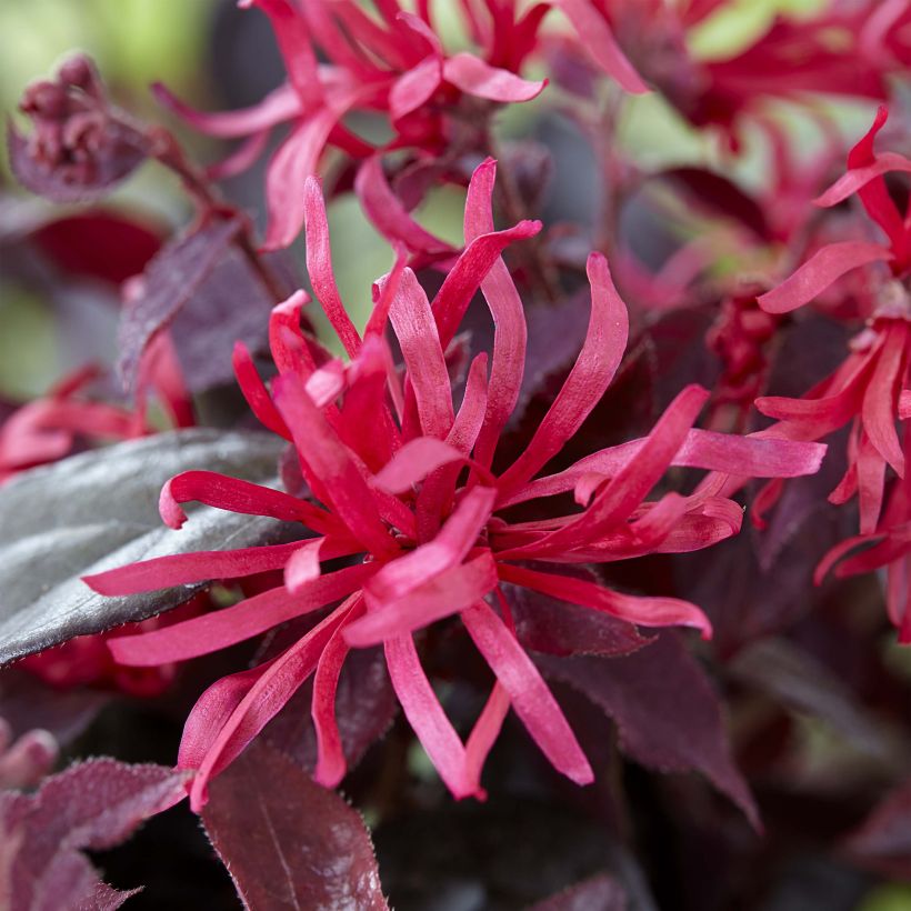 Loropetalum chinense var. rubrum Ever Red - Chinese Witch Hazel (Flowering)