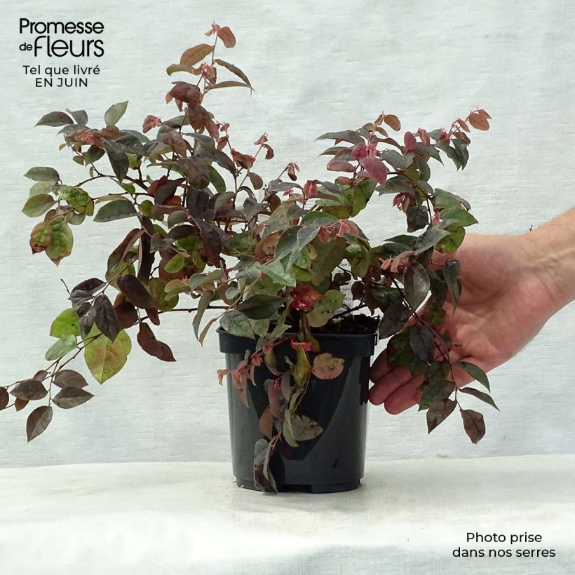 Loropetalum chinense var. rubrum Fire Dance - Chinese Witch Hazel 3L/4L pot sample as delivered in summer