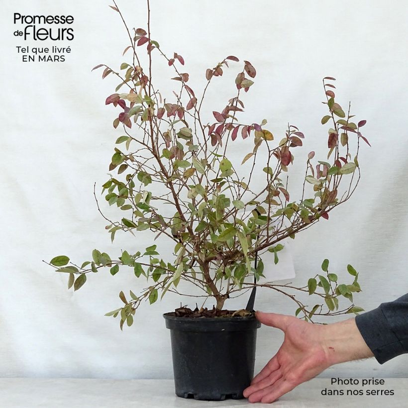 Loropetalum chinense var. rubrum Fire Dance - Chinese Witch Hazel sample as delivered in spring