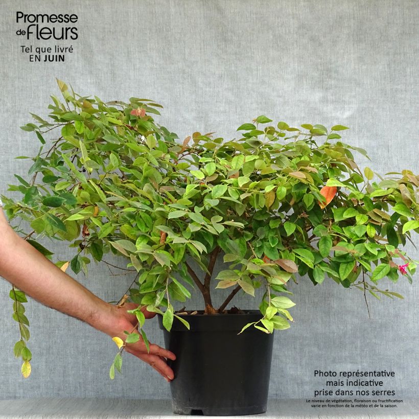 Loropetalum chinense Ming Dynasty - Chinese Witch Hazel 6L/7L pot sample as delivered in summer
