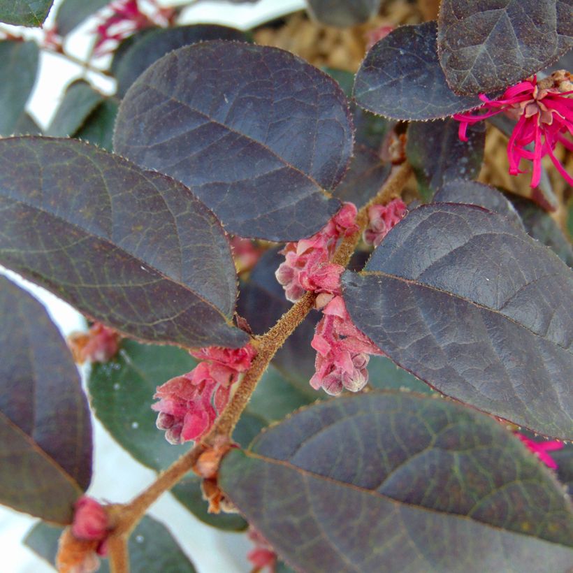 Loropetalum chinense var. rubrum Pipas Red - Chinese Witch Hazel (Foliage)