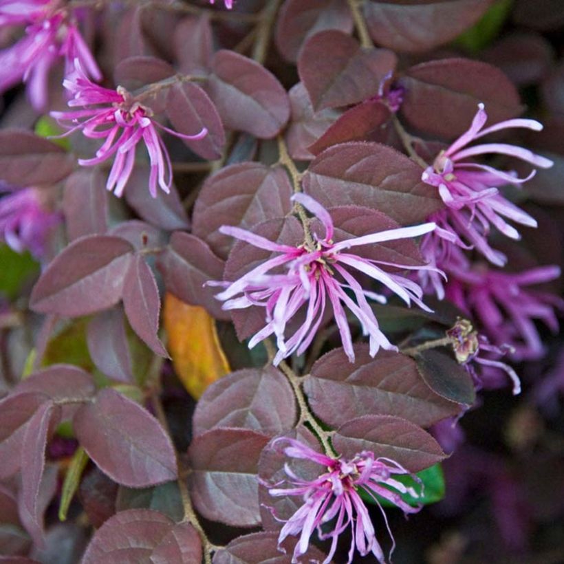 Loropetalum chinense var. rubrum Pipas Red - Chinese Witch Hazel (Flowering)