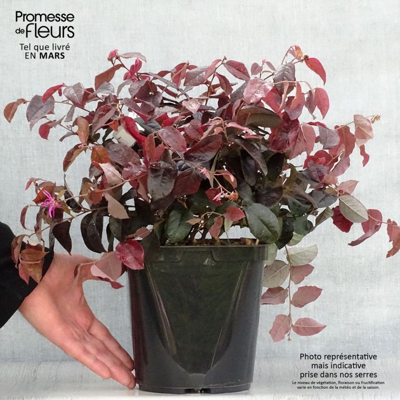 Loropetalum chinense var. rubrum Pipas Red - Chinese Witch Hazel sample as delivered in spring