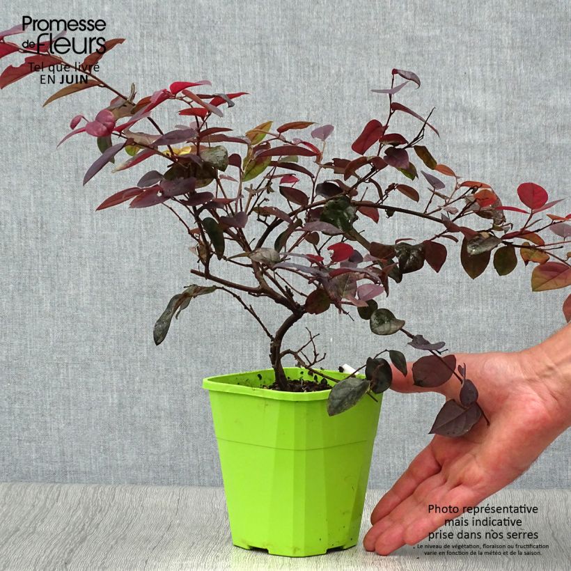 Loropetalum chinense var. rubrum Plum Gorgeous - Chinese Witch Hazel 2L/3L pot sample as delivered in summer