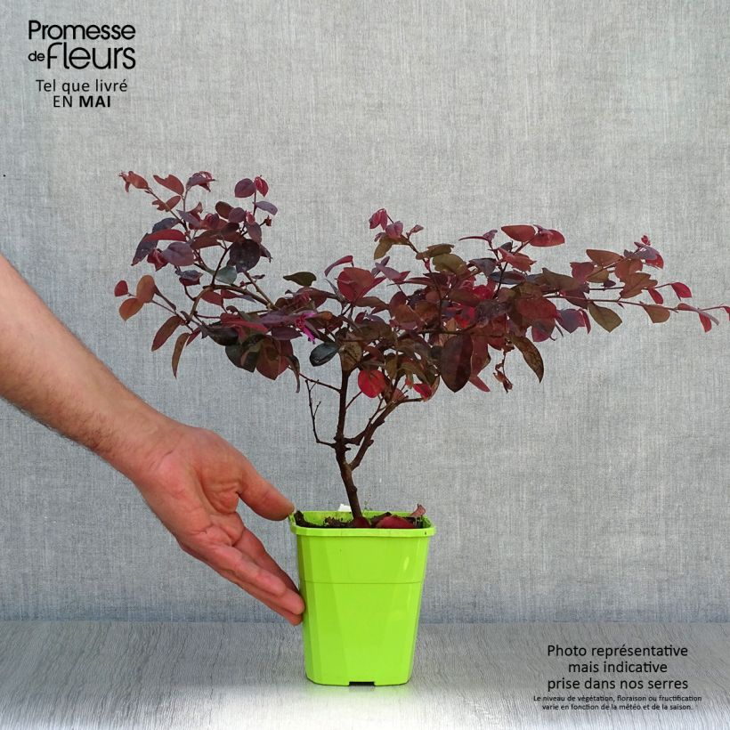 Loropetalum chinense var. rubrum Plum Gorgeous - Chinese Witch Hazel sample as delivered in spring