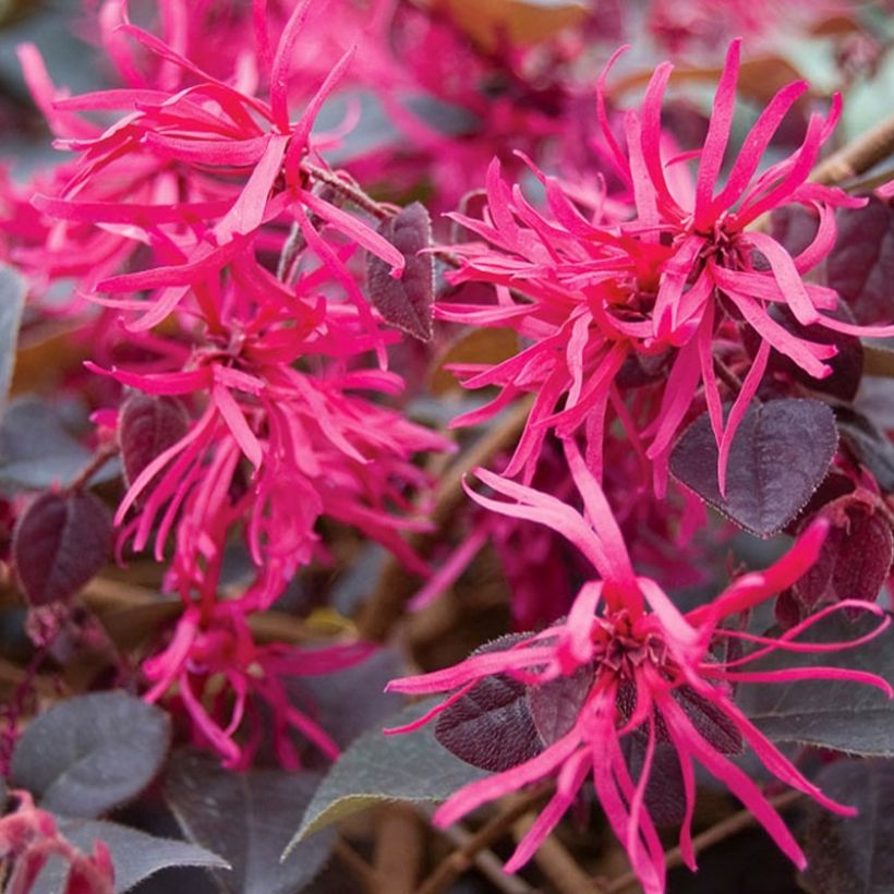 Loropetalum chinense var. rubrum Plum Gorgeous - Chinese Witch Hazel (Flowering)