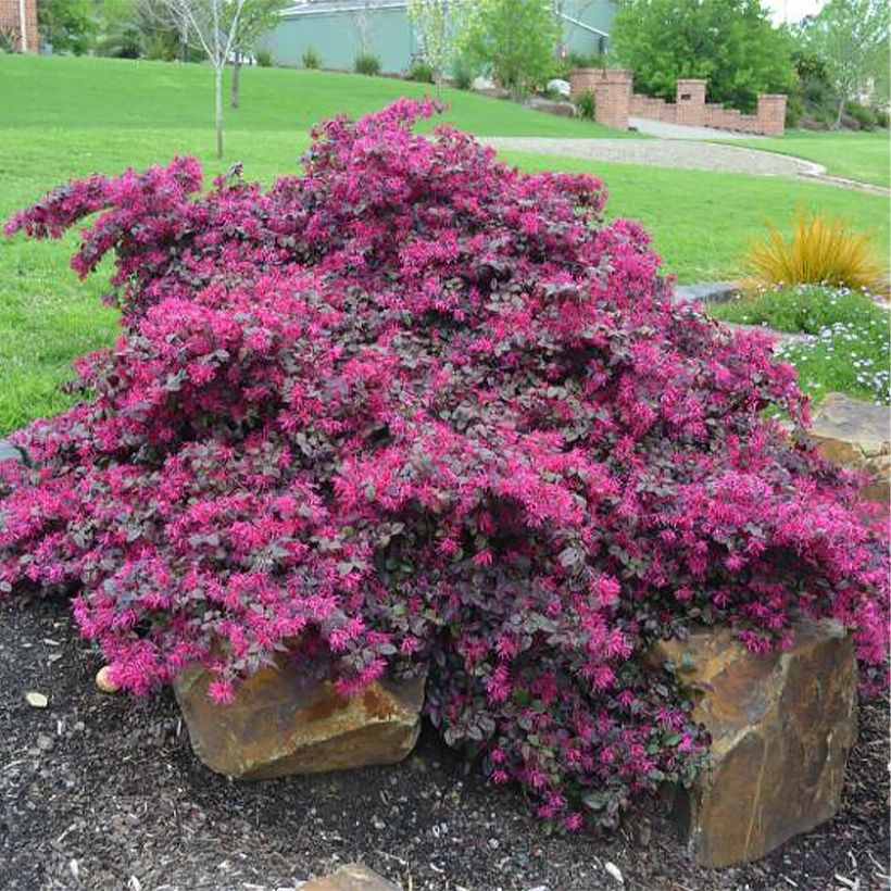 Loropetalum chinense var. rubrum Plum Gorgeous - Chinese Witch Hazel (Plant habit)