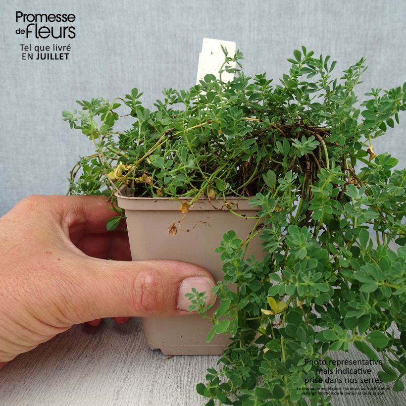 Lotus corniculatus Plenus 8/9 cm pot sample as delivered in summer