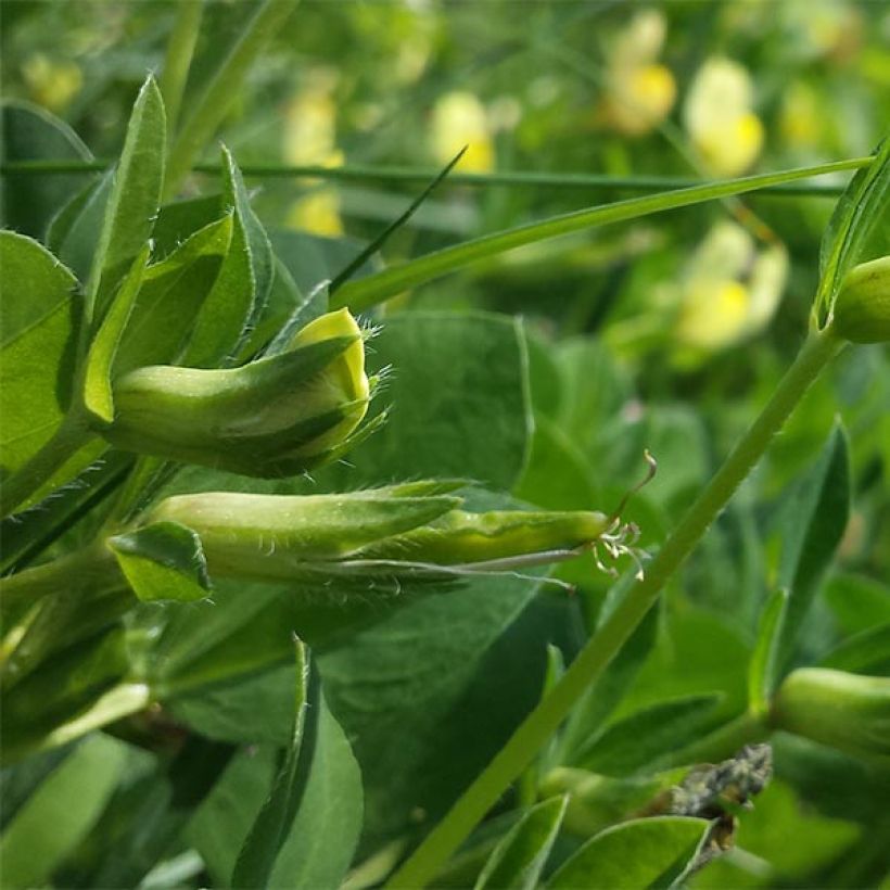 Lotus maritimus (Foliage)