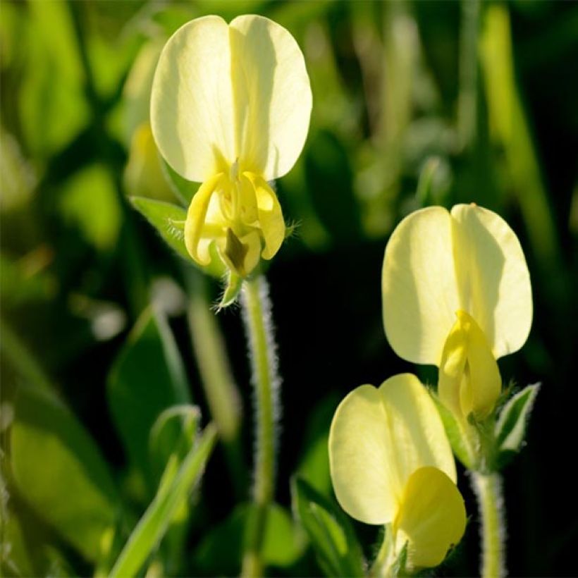 Lotus maritimus (Flowering)