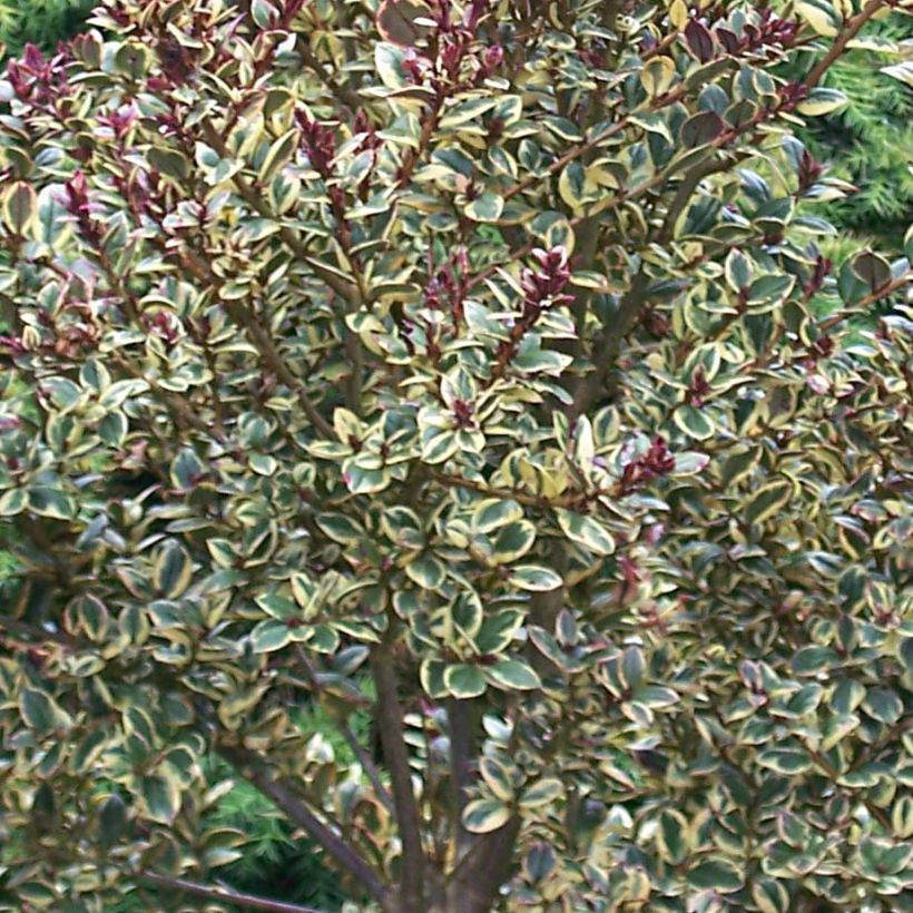 Luma apiculata Glanleam Gold (Foliage)