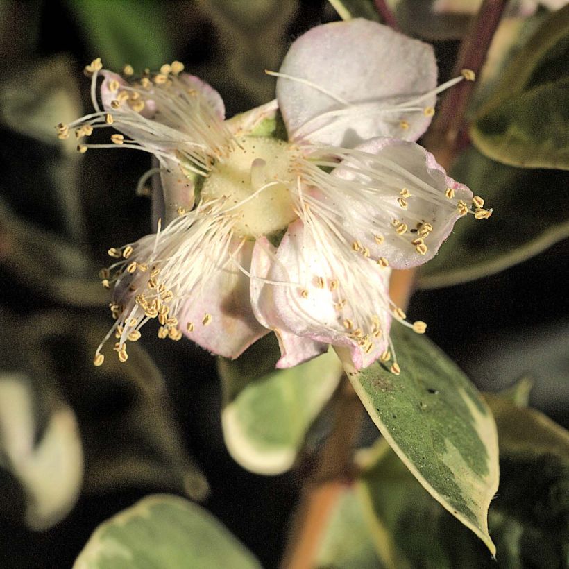 Luma apiculata Glanleam Gold (Flowering)