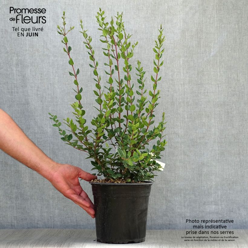 Luma chequen 4L/5L pot sample as delivered in summer