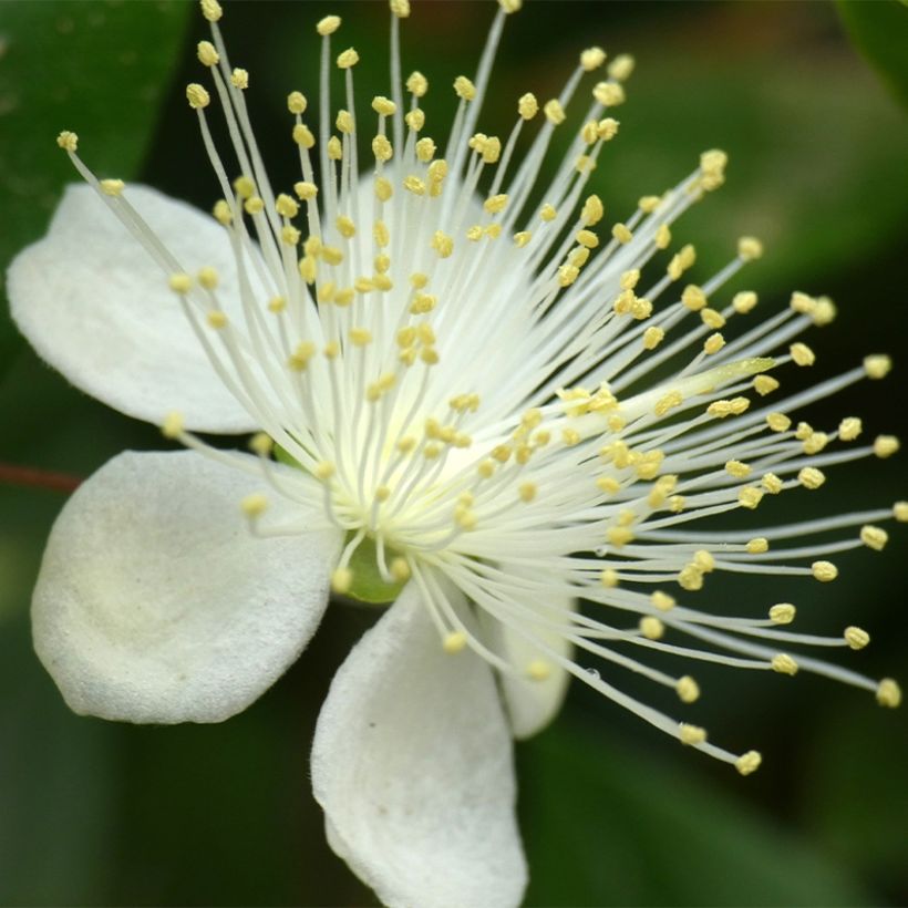 Luma chequen (Flowering)