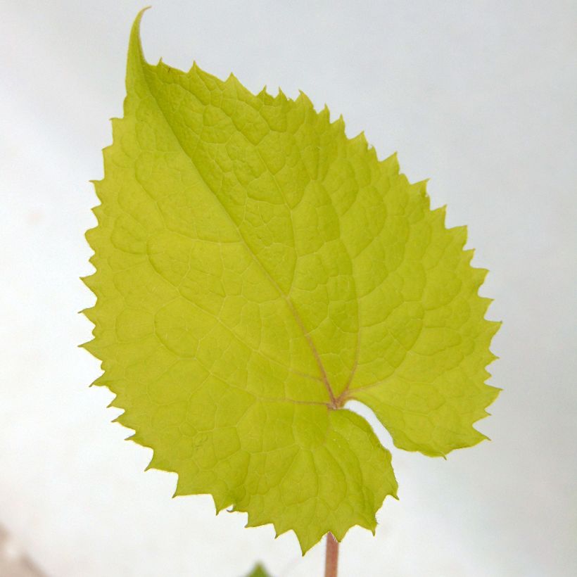 Lunaria rediviva (Foliage)