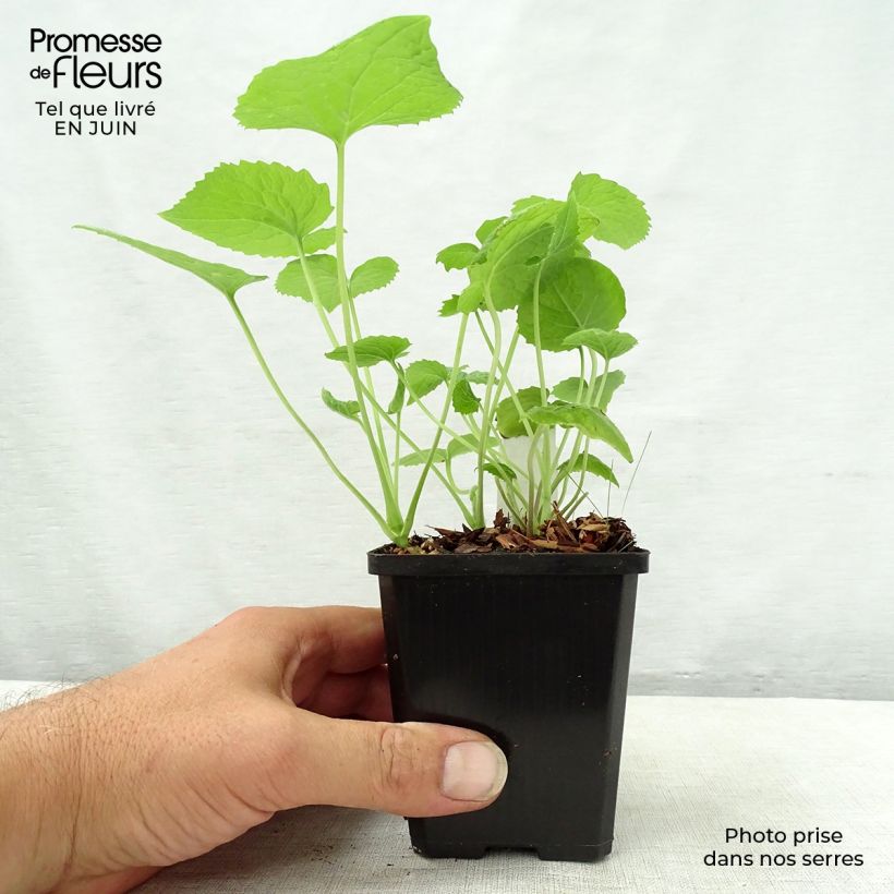 Lunaria rediviva 8/9 cm pot sample as delivered in summer
