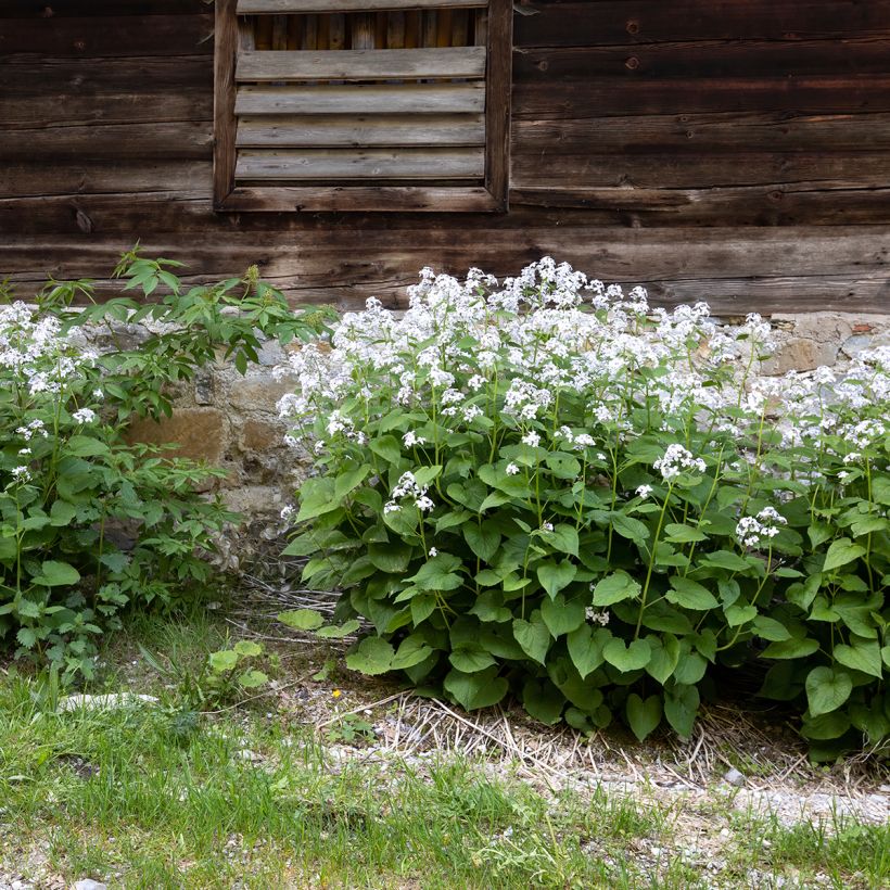 Lunaria rediviva (Plant habit)