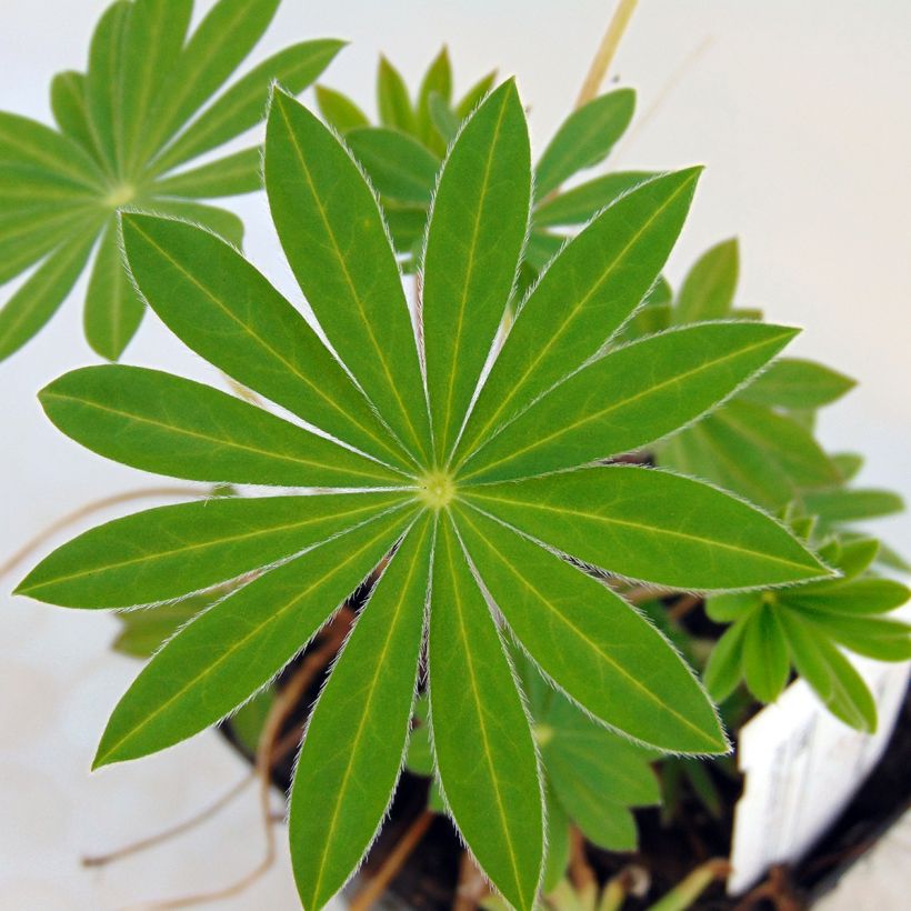 Lupinus Gallery Blue (Foliage)