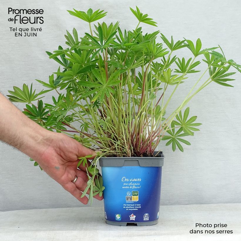 Lupinus Gallery Blue 2L/3L pot sample as delivered in summer