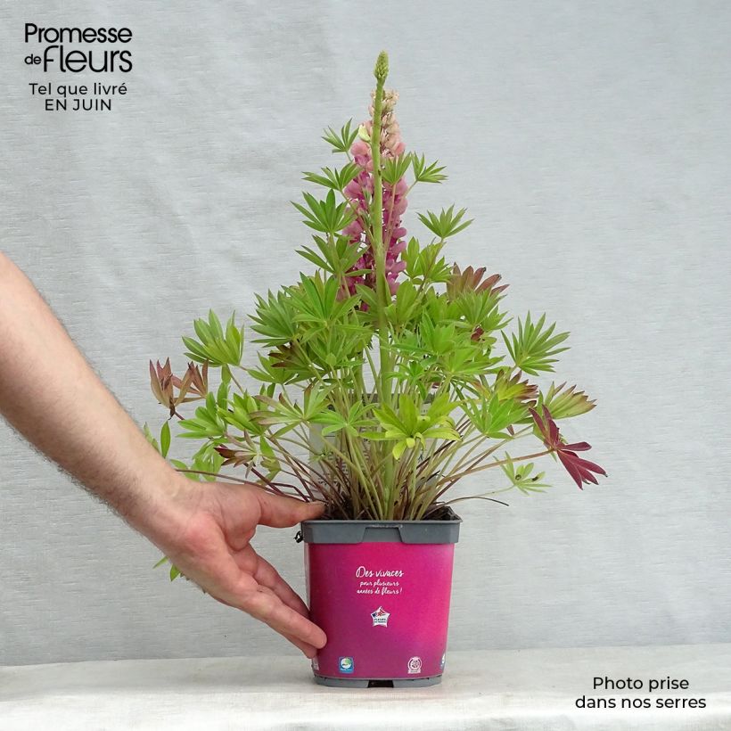 Lupinus Gallery Pink 2L/3L pot sample as delivered in summer