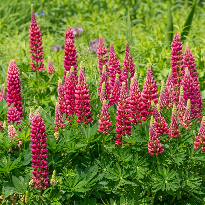 Lupinus Gallery Red (Plant habit)