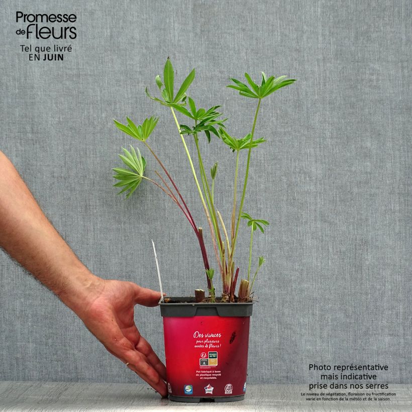 Lupinus Gallery Red 2L/3L pot sample as delivered in summer