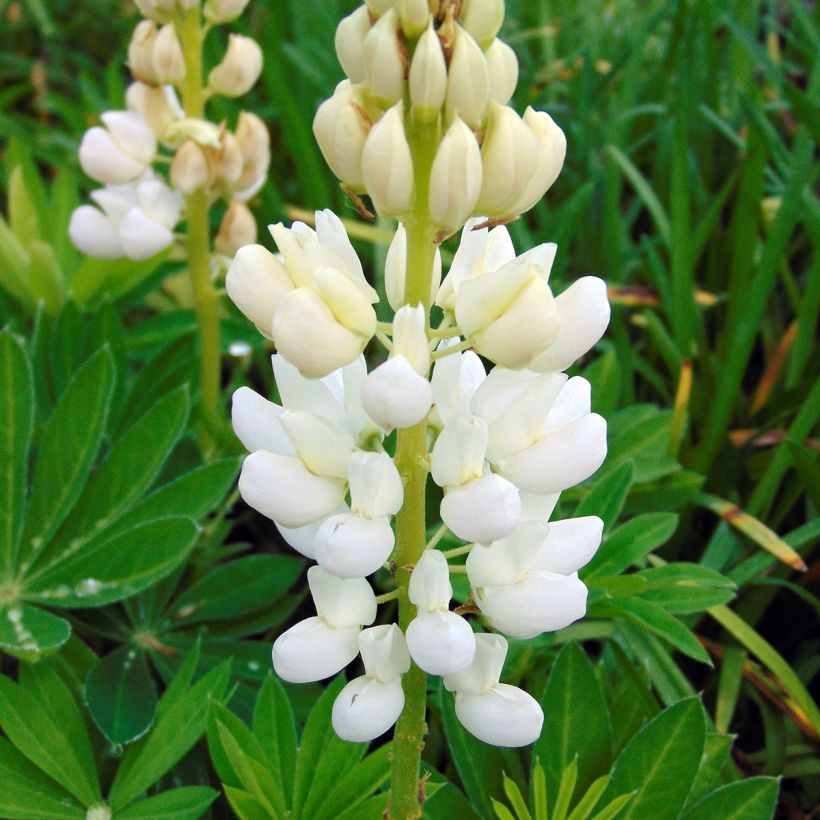 Lupinus Gallery White (Flowering)