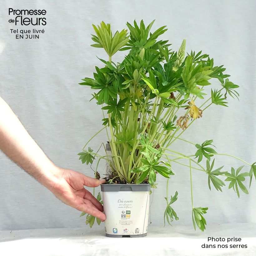 Lupinus Gallery White 2L/3L pot sample as delivered in summer