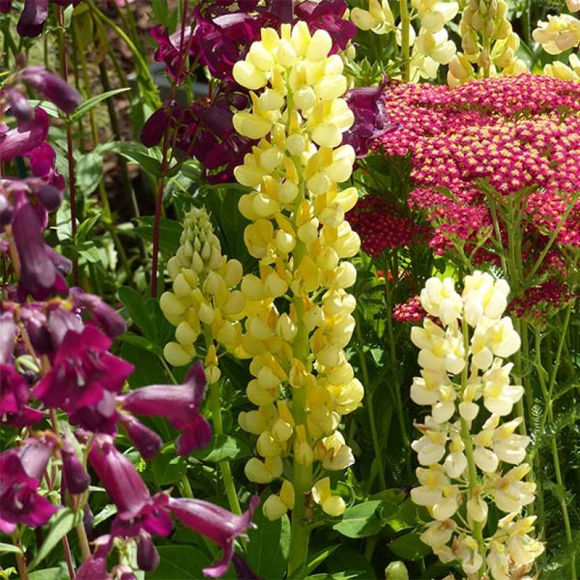 Lupinus Gallery Yellow (Flowering)