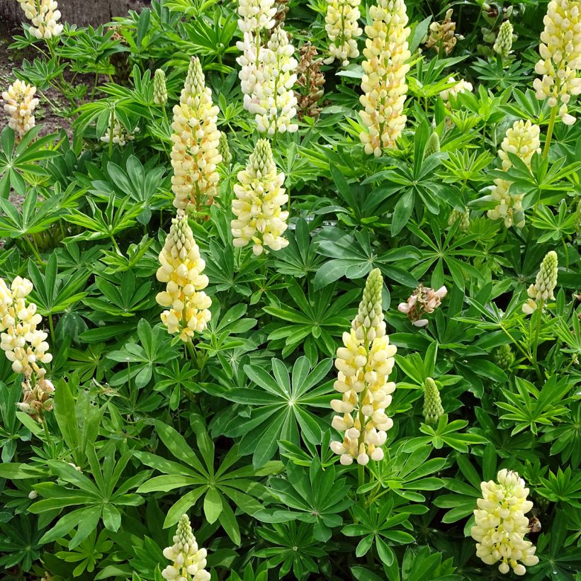 Lupinus Gallery Yellow (Plant habit)