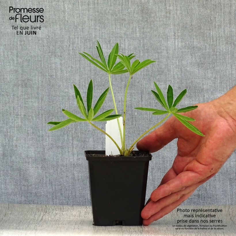 Lupinus Gallery Yellow 8/9 cm pot sample as delivered in summer