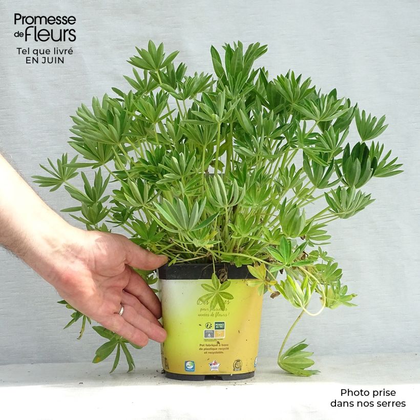 Lupinus Gallery Yellow 2L/3L pot sample as delivered in summer
