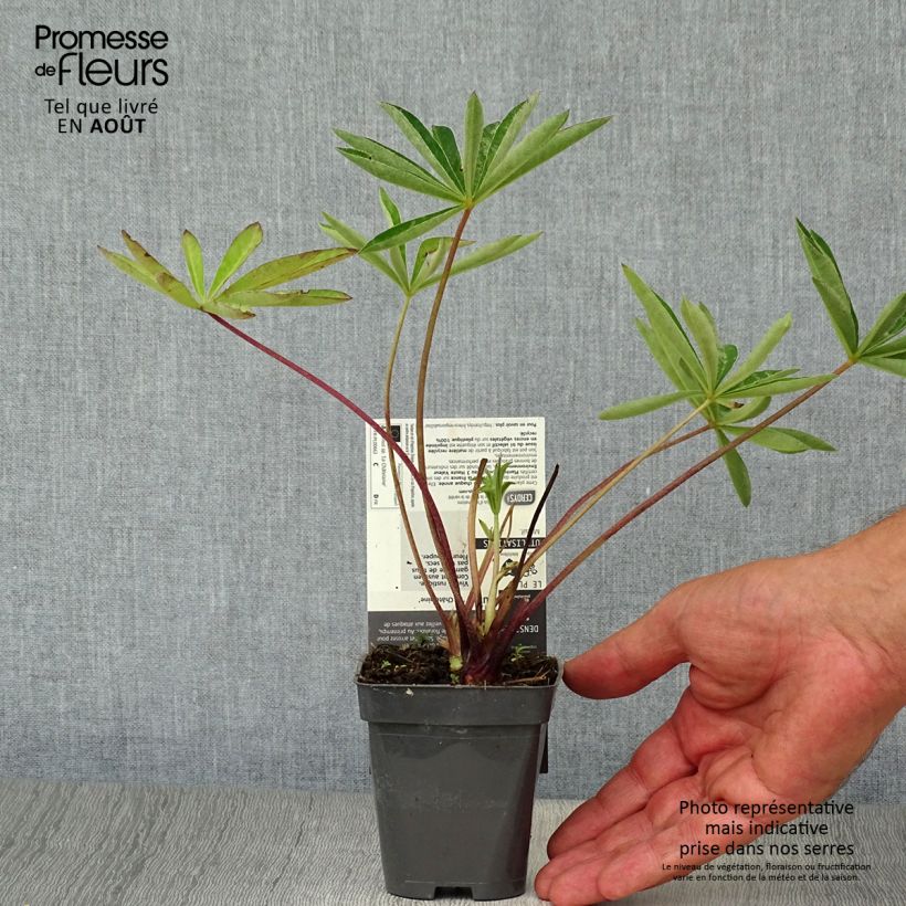 Lupinus polyphyllus The Chatelaine 7/8 cm pot sample as delivered in summer