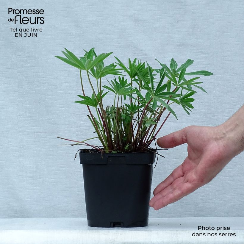 Lupinus polyphyllus The Chatelaine 2L/3L pot sample as delivered in summer