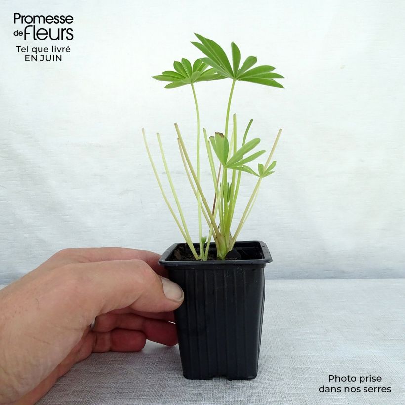 Lupinus polyphyllus Noblemaiden 7/8 cm pot sample as delivered in summer