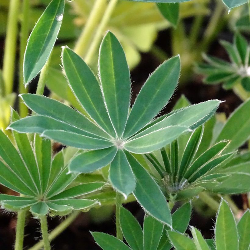 Lupinus polyphyllus Noblemaiden (Foliage)