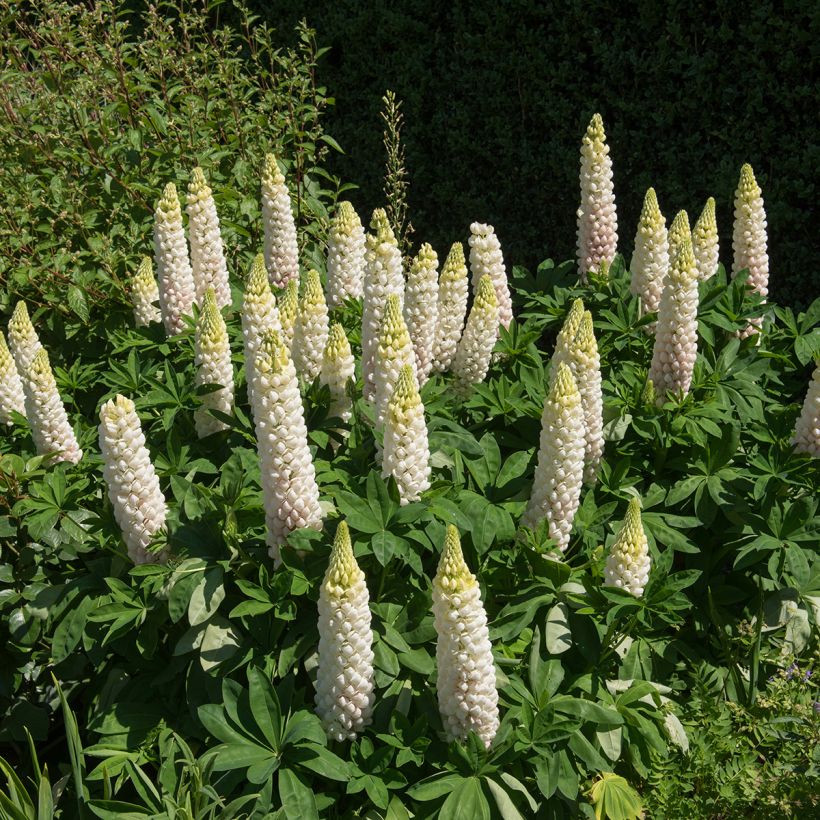 Lupinus polyphyllus Noblemaiden (Plant habit)